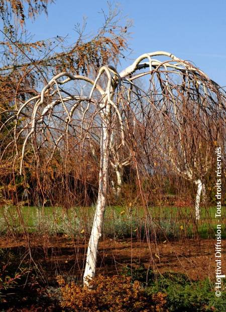 BETULA utilis 'LONG TRUNK