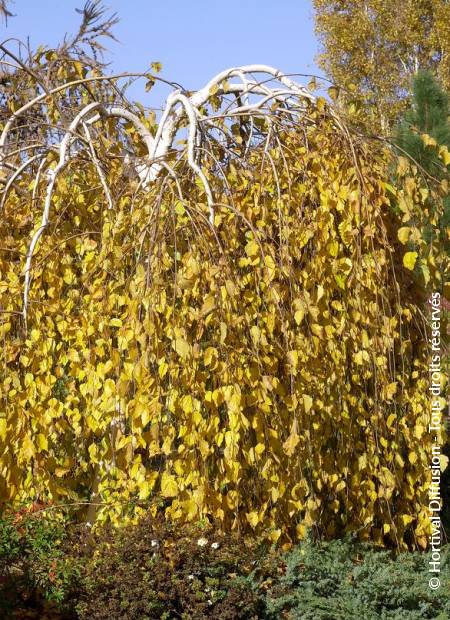 © Hortival Diffusion - Tous droits réservés