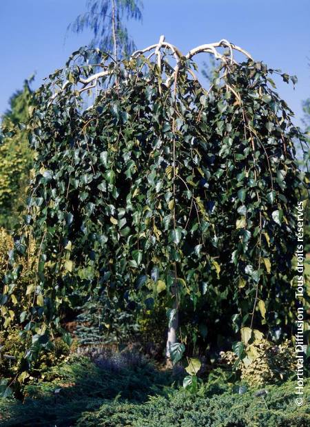 BETULA utilis 'LONG TRUNK