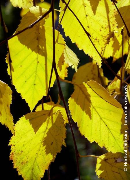 © Hortival Diffusion - Tous droits réservés