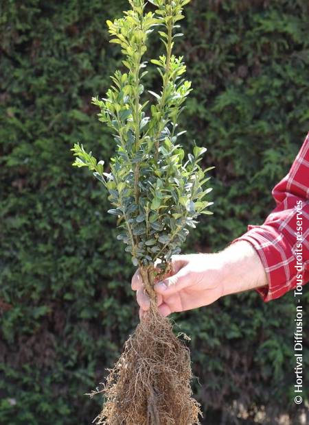 © Hortival Diffusion - Tous droits réservés