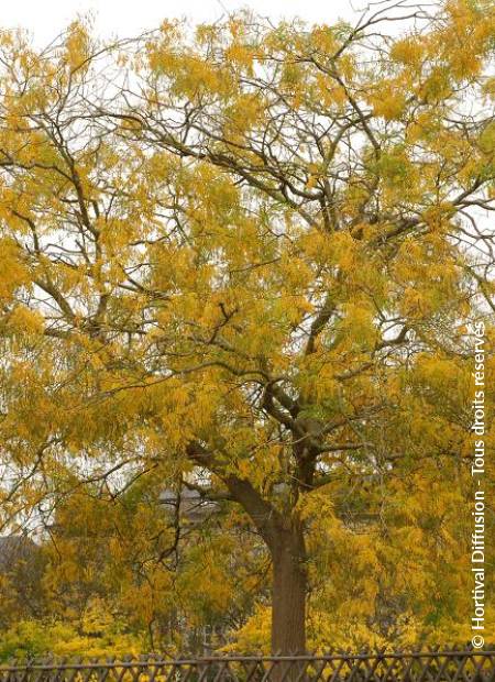 © Hortival Diffusion - Tous droits réservés