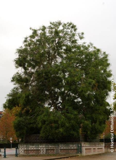 © Hortival Diffusion - Tous droits réservés