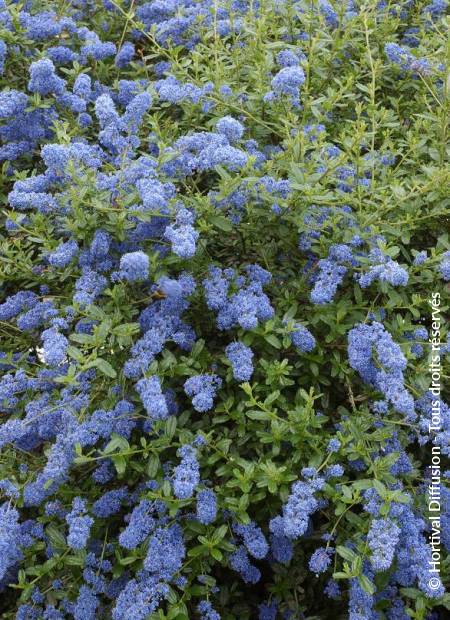 © Hortival Diffusion - Tous droits réservés