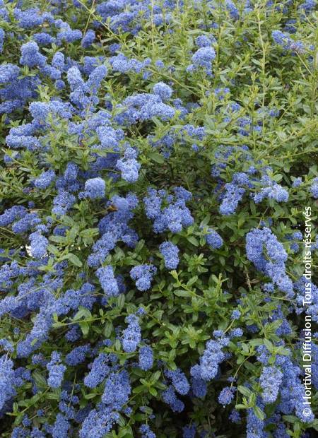 © Hortival Diffusion - Tous droits réservés