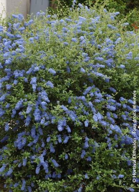 © Hortival Diffusion - Tous droits réservés