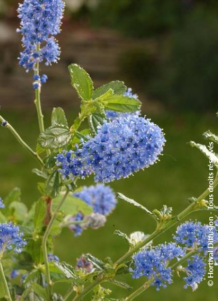 © Hortival Diffusion - Tous droits réservés