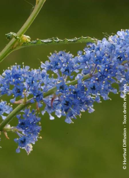 © Hortival Diffusion - Tous droits réservés