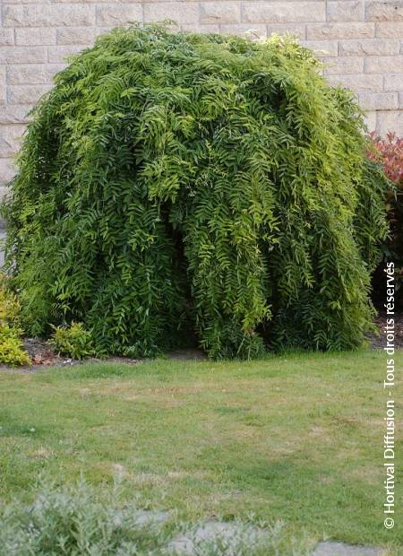 © Hortival Diffusion - Tous droits réservés