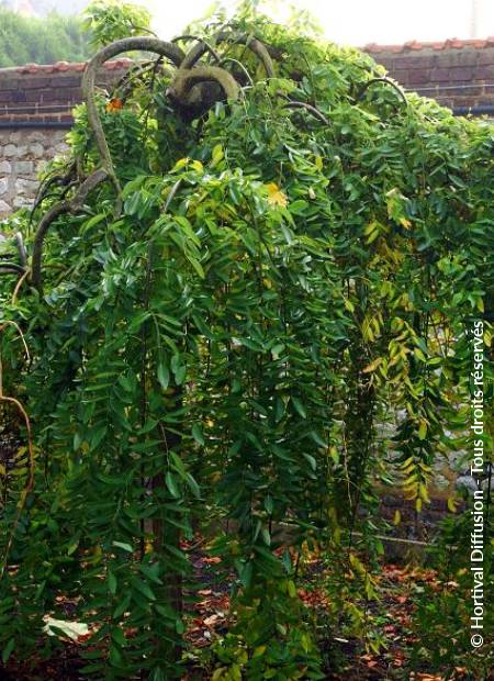 © Hortival Diffusion - Tous droits réservés