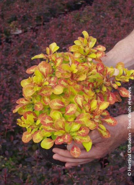 © Hortival Diffusion - Tous droits réservés