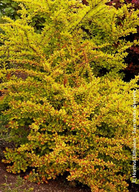 © Hortival Diffusion - Tous droits réservés