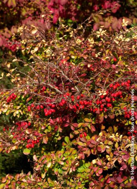 © Hortival Diffusion - Tous droits réservés