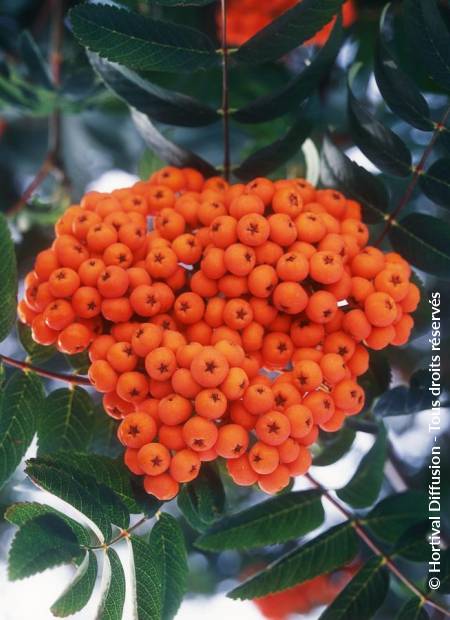 © Hortival Diffusion - Tous droits réservés