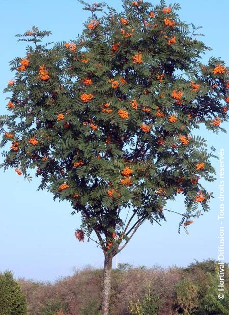 © Hortival Diffusion - Tous droits réservés