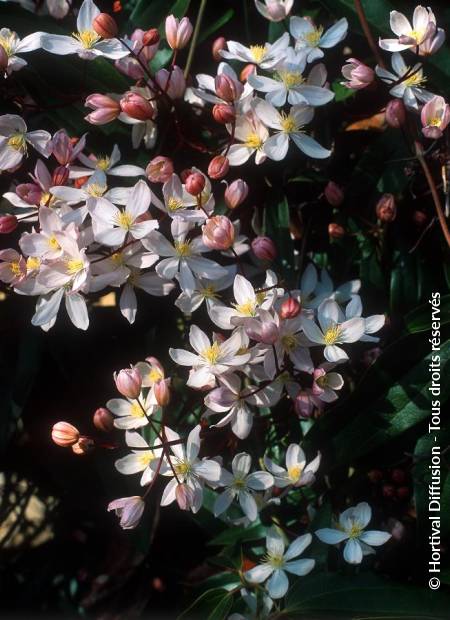 © Hortival Diffusion - Tous droits réservés