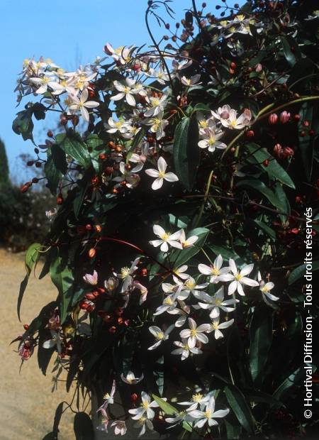 © Hortival Diffusion - Tous droits réservés