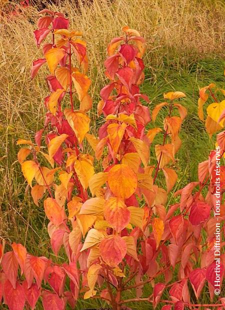 © Hortival Diffusion - Tous droits réservés