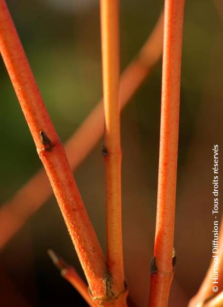 © Hortival Diffusion - Tous droits réservés