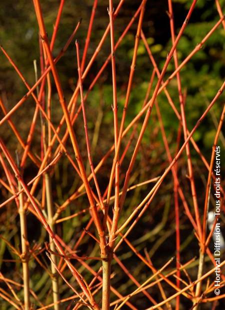 © Hortival Diffusion - Tous droits réservés