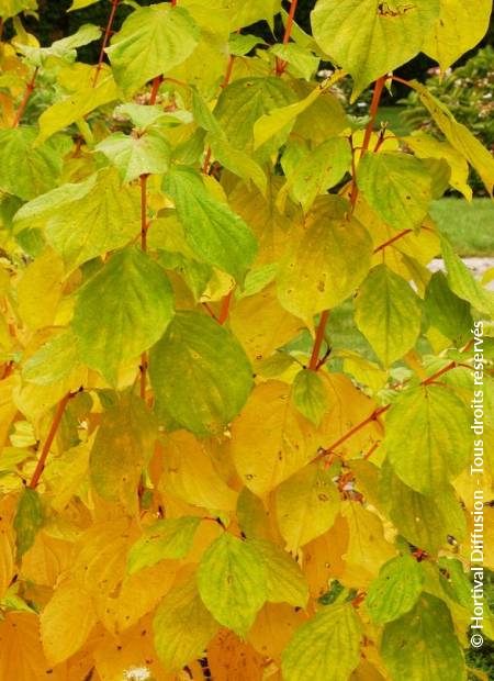 © Hortival Diffusion - Tous droits réservés