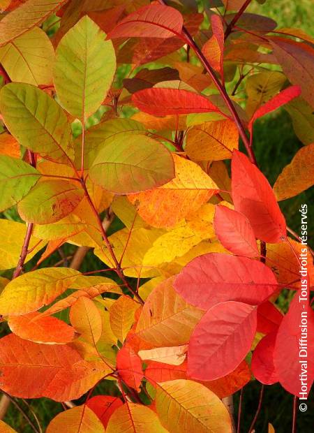 © Hortival Diffusion - Tous droits réservés