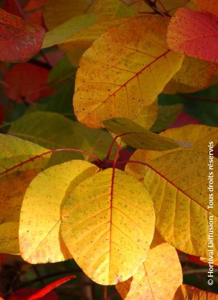 © Hortival Diffusion - Tous droits réservés