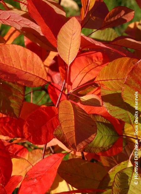 © Hortival Diffusion - Tous droits réservés