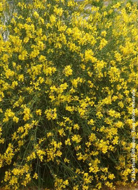 © Hortival Diffusion - Tous droits réservés