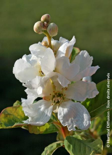 © Hortival Diffusion - Tous droits réservés