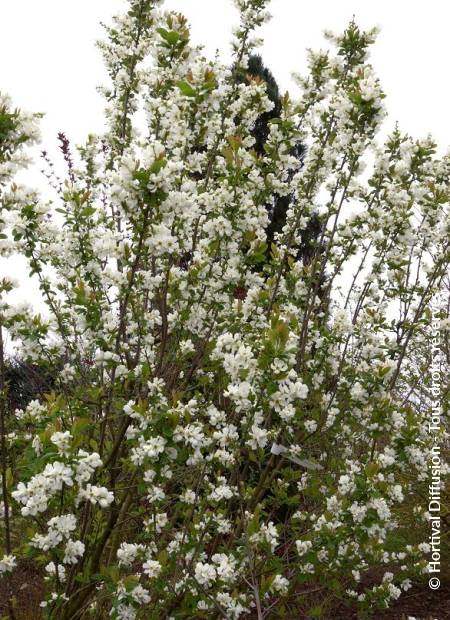 © Hortival Diffusion - Tous droits réservés