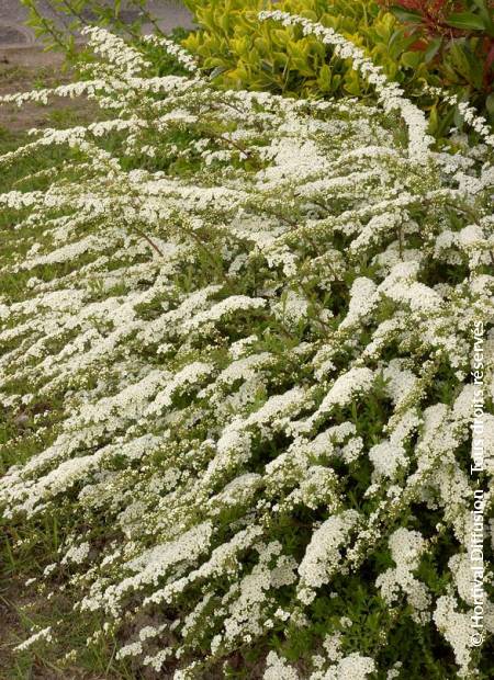 © Hortival Diffusion - Tous droits réservés