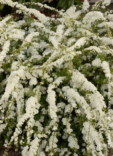 © Hortival Diffusion - Tous droits réservés