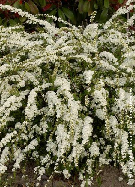 © Hortival Diffusion - Tous droits réservés