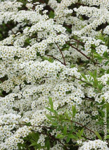 © Hortival Diffusion - Tous droits réservés