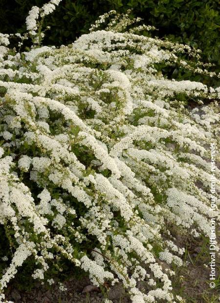 © Hortival Diffusion - Tous droits réservés