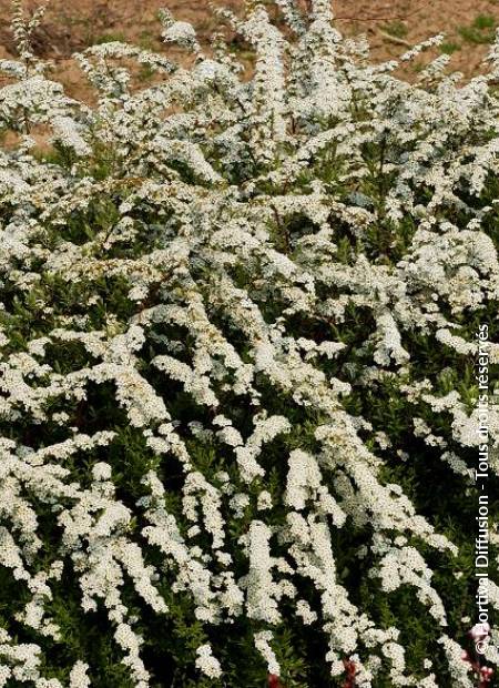 © Hortival Diffusion - Tous droits réservés