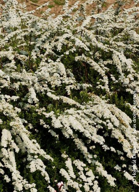 © Hortival Diffusion - Tous droits réservés