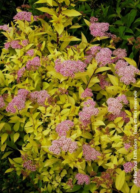 © Hortival Diffusion - Tous droits réservés