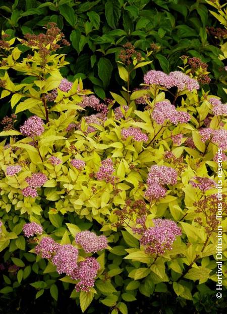 © Hortival Diffusion - Tous droits réservés