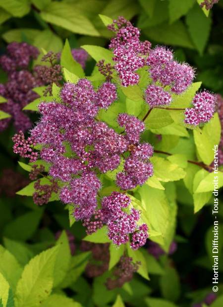 © Hortival Diffusion - Tous droits réservés