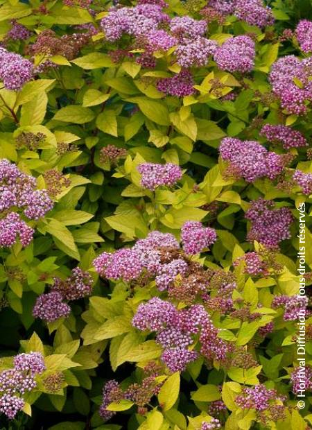 © Hortival Diffusion - Tous droits réservés