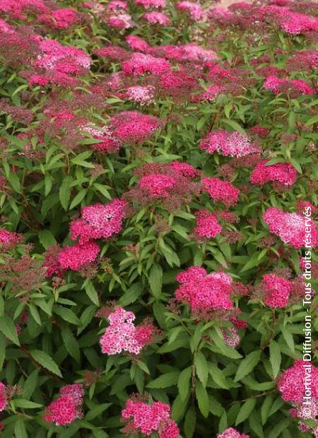 © Hortival Diffusion - Tous droits réservés