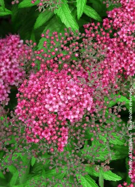 © Hortival Diffusion - Tous droits réservés