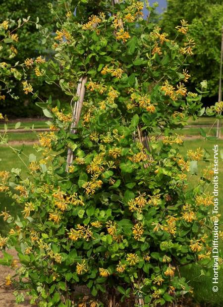 © Hortival Diffusion - Tous droits réservés