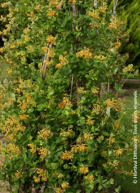 © Hortival Diffusion - Tous droits réservés