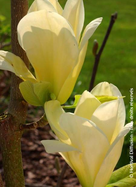 © Hortival Diffusion - Tous droits réservés