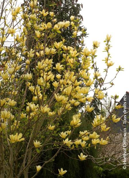 © Hortival Diffusion - Tous droits réservés