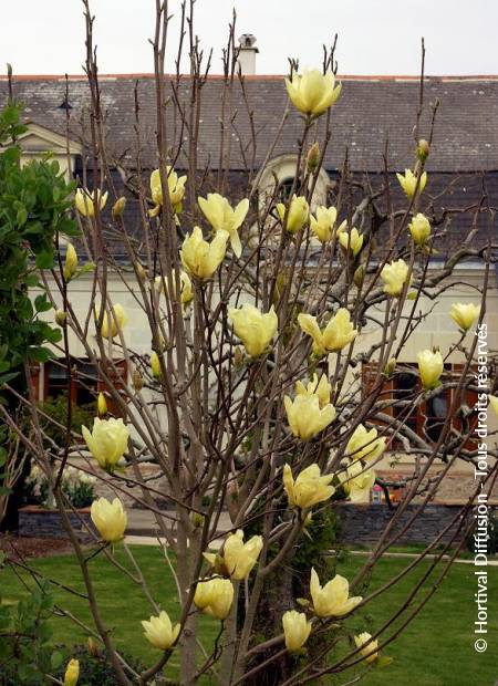 © Hortival Diffusion - Tous droits réservés