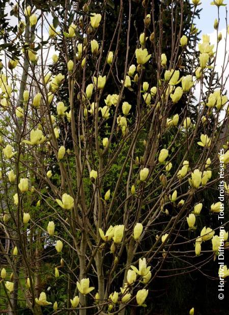 © Hortival Diffusion - Tous droits réservés